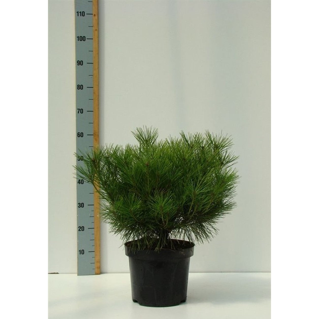 Japansk svarttall – Pinus densiflora 'Alice Verkade' - C7 30-40 CM